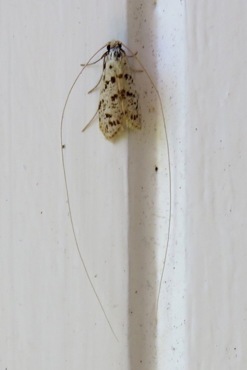 03b Longhorn moth Family Adelidae IMG_8116