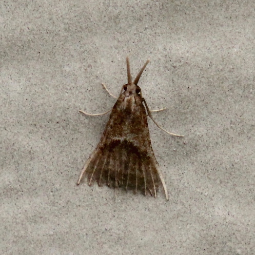 03b Many-plume moth Family Alucitidae IMG_2306