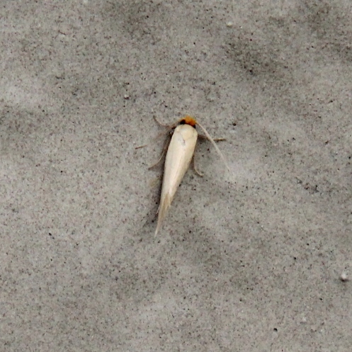 03b The Horn Moth Ceratophaga vastella IMG_2304