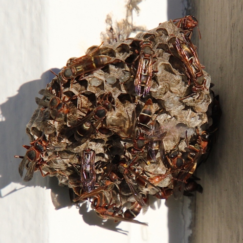 04 Paper wasps Polistes fastiotus IMG_2416