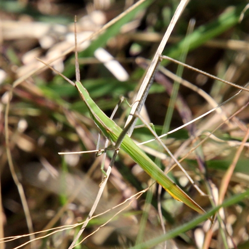 04 Stick grasshopper Acrida sp IMG_2388