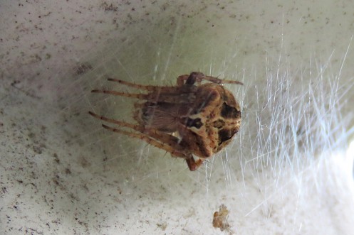 04b Hairy Field Spider Araneidae Neoscona sp of blondeli IMG_8058