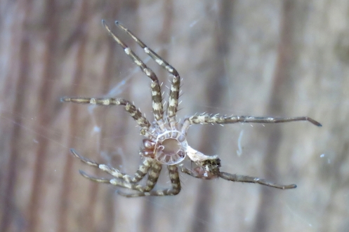 04b Pisauridae Nursery web spider IMG_8171