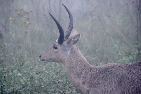 06 Common Reedbuck in the mist IMG_2297