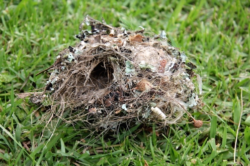 07 Malachite Subird nest IMG_2386