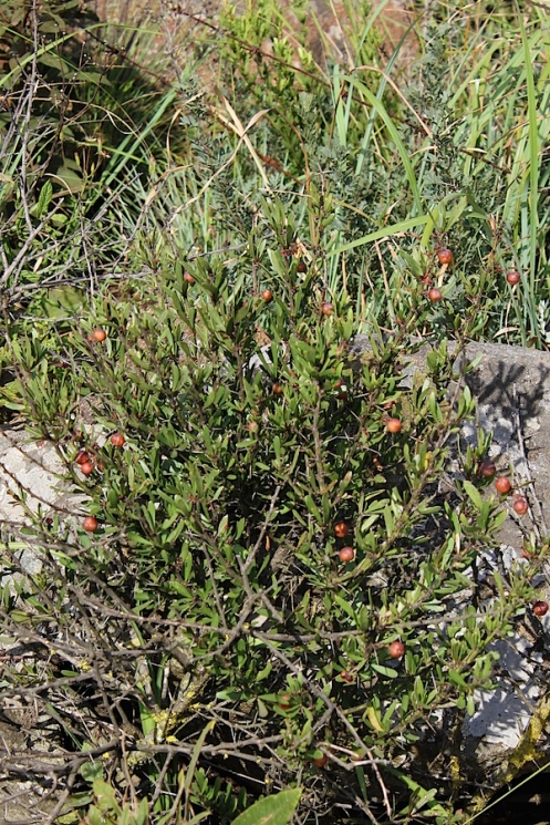 08 Dwarf Spikethorn Gymnosporia uniflora IMG_2340