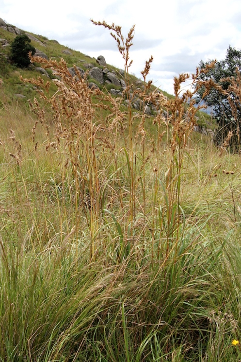 09 Giant Turpentine Grass Cymbopogon validus IMG_2379