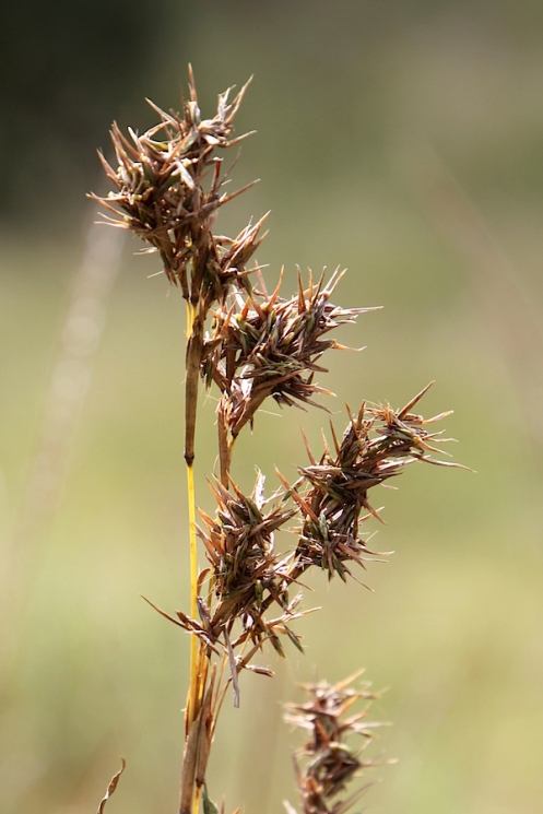 09 Giant Turpentine Grass Cymbopogon validus IMG_2383
