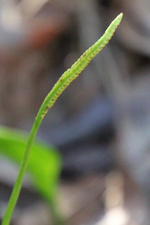 10a Fern Ophioglossum vulgatum IMG_2404