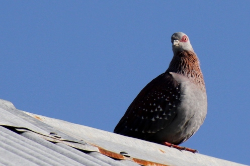 03 Speckled Pigeon adult IMG_2545
