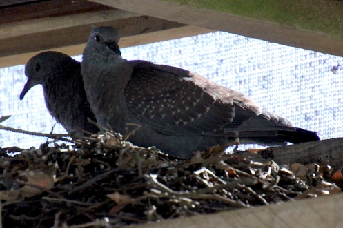 03 Speckled Pigeon juvenile IMG_2542