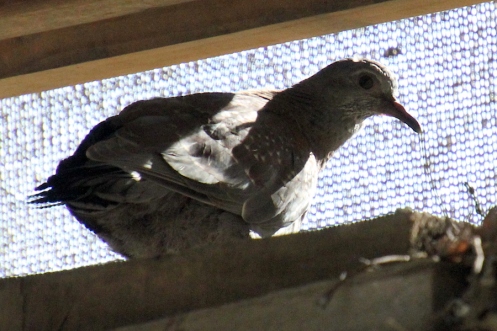 03 Speckled Pigeon juvenile IMG_2543
