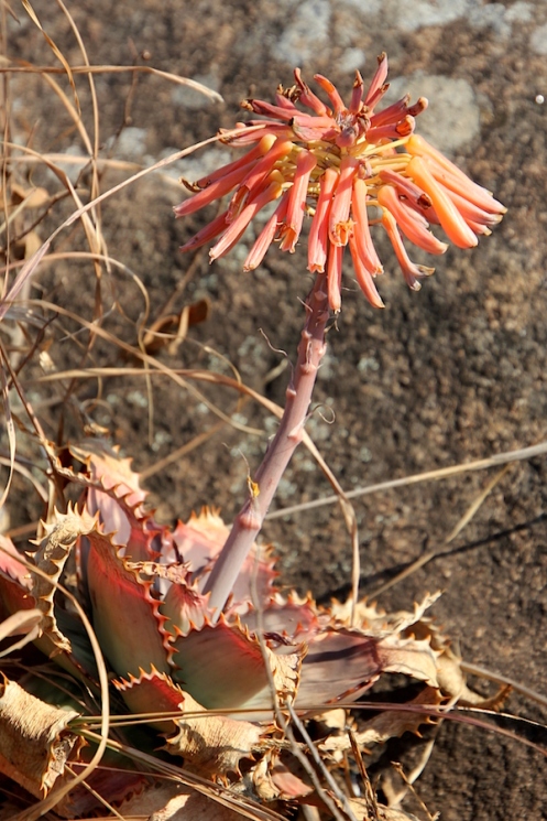 02 Aloe maculata IMG_2695