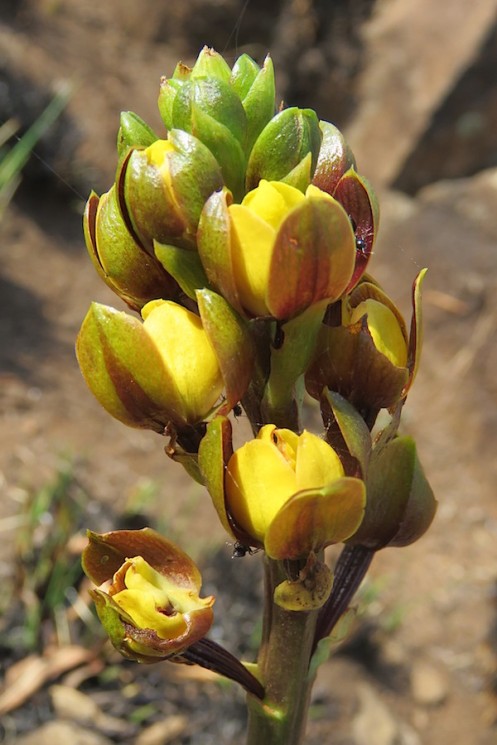 03 Eulophia parviflora (short-spurred form) IMG_9950