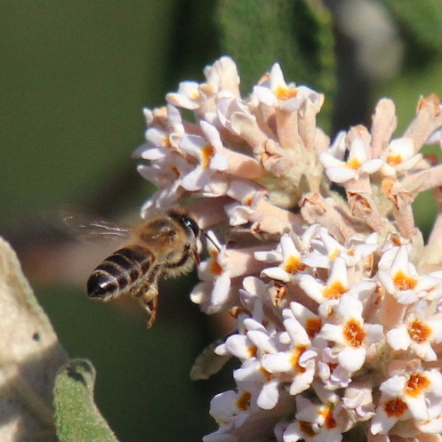 04 Bee on Buddleja salviifolia IMG_2730