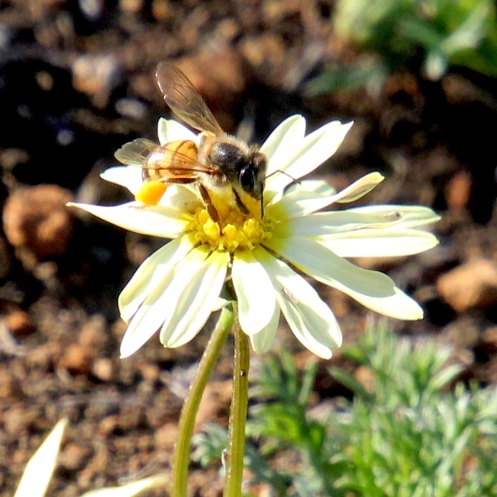 04 Bee on Ursinia tenuiloba IMG_2751