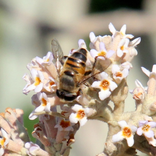 04 Drone Fly Bee-mimic on Buddleja salviifolia IMG_2727