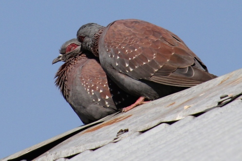 04 Speckled Pigeon IMG_2712