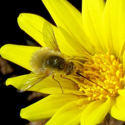 04 Woolly bee fly Systoechus sp on Gazania krebsiana IMG_9840
