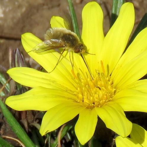 04 Woolly bee fly Systoechus sp on Gazania krebsiana IMG_9849