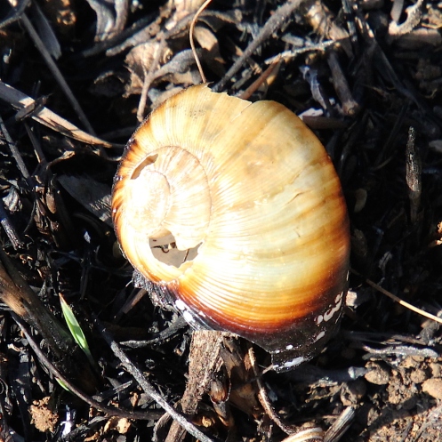 05 Common Cannibal snail Natalina cafra IMG_2740