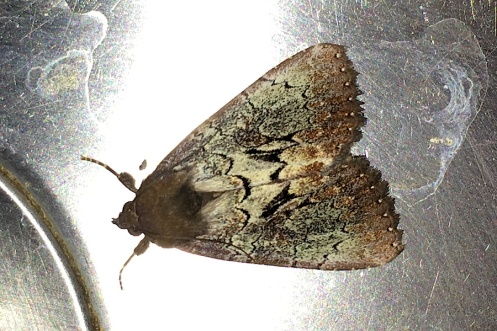 05 Moth IMG_1051