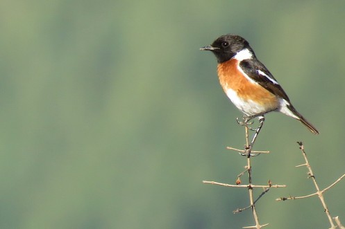 07 African Stonechat male IMG_9913
