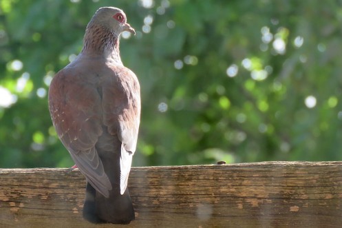 01c Speckled Pigeon IMG_0984