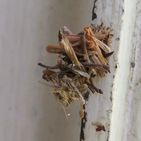 02 Moth Bagworm IMG_1195