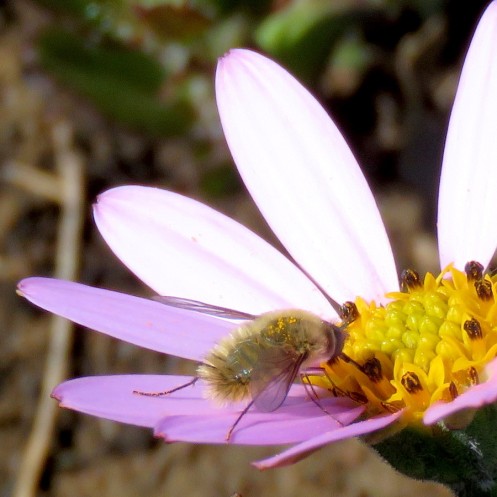 02 Woolly bee fly Systoechus sp on Dimorphotheca jucunda IMG_0148