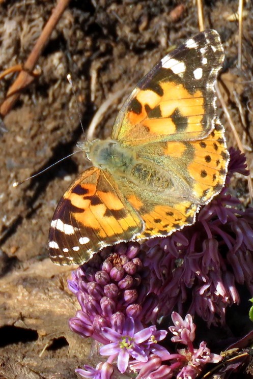 02a Painted Lady Vanessa cardui IMG_9982