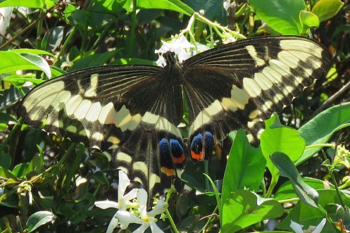 03 Emperor Swallowtail Papilio ophidicephalus phalusco female IMG_1224