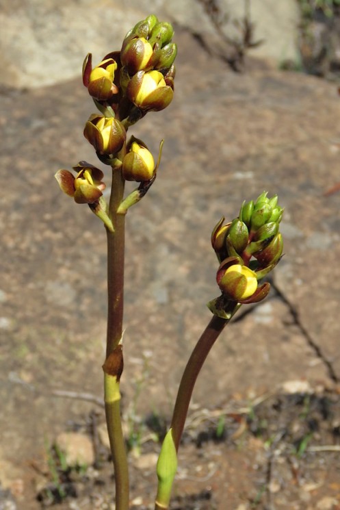 03 Eulophia parviflora (short-spurred form) 01 IMG_0174