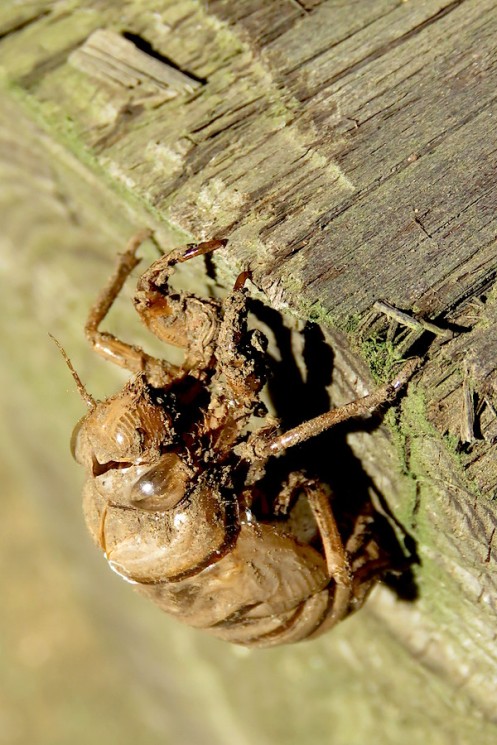 03 Giant Forest Cicada Pyncna semiclara dry nymphal skin IMG_1616