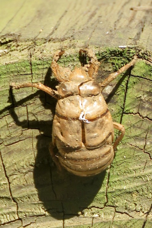03 Giant Forest Cicada Pyncna semiclara dry nymphal skin IMG_1618