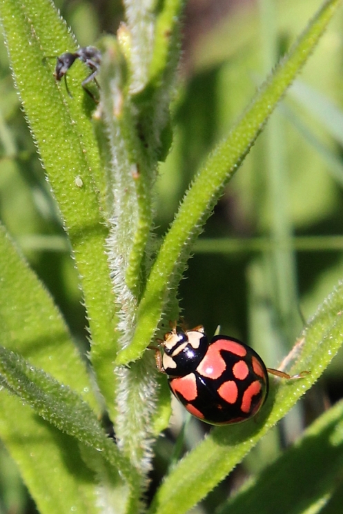 03 01 Lunate Ladybird beetle Cheilomenes lunata IMG_3376