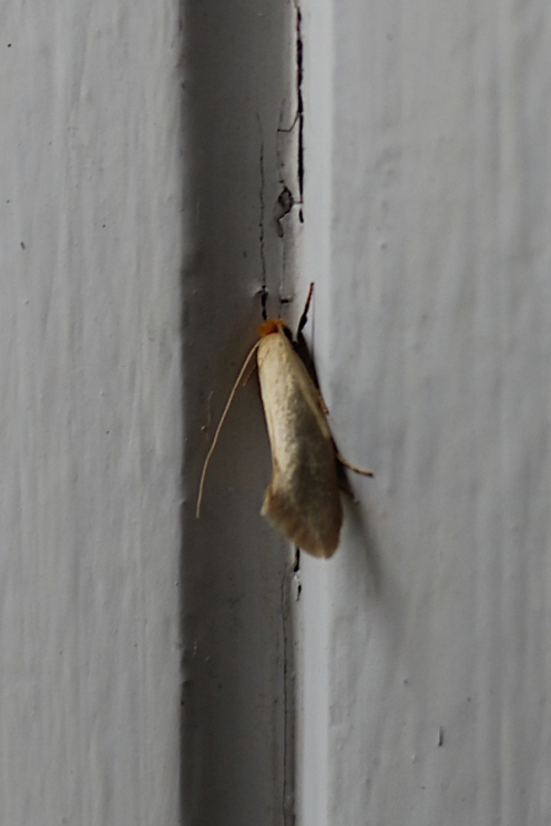 07 Clothes moths Family Tineidae IMG_4144