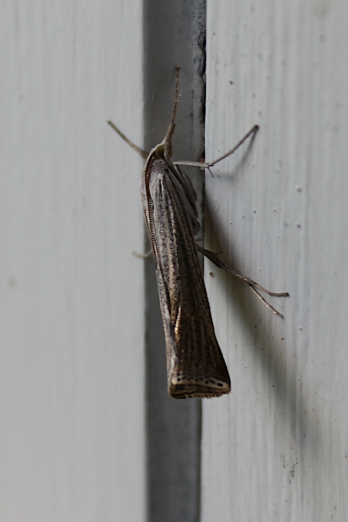 07 Grass Moth Anclolomia perfasciata IMG_4143