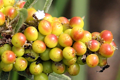 09 Ants and Ladybird beetle larvae IMG_3642