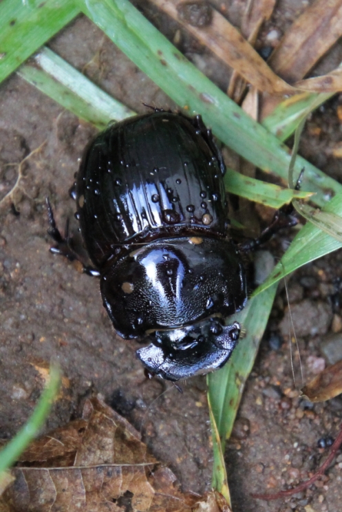 09 Dung Beetle sp IMG_3577
