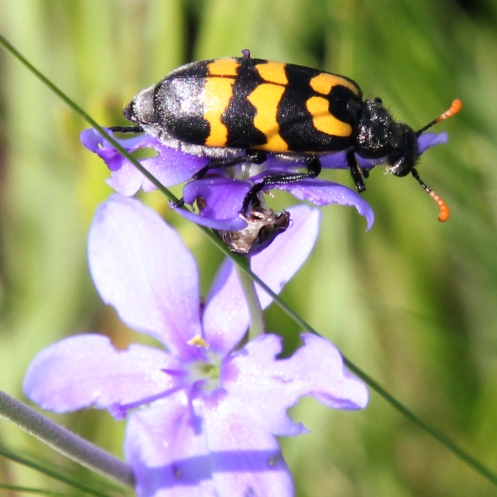 09 Lunate Blister Beetle Decapotoma lunata IMG_3594