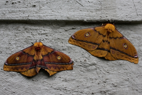 03b Emperor Moth species Family Saturniidae IMG_4351