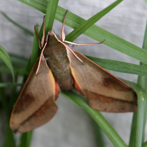 03b Hawk Moth species IMG_4287