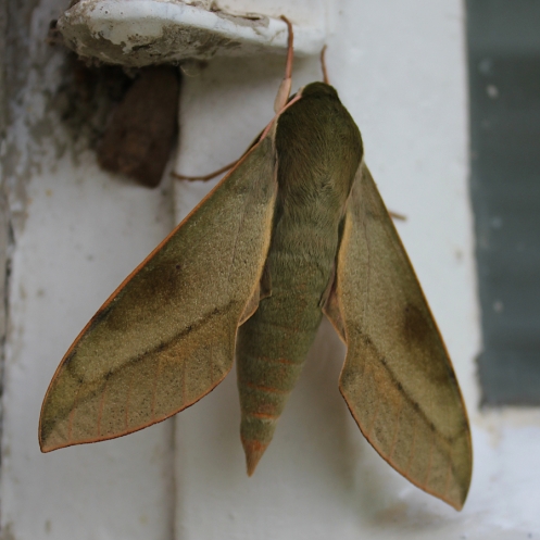 03b Hawk Moth species IMG_4352