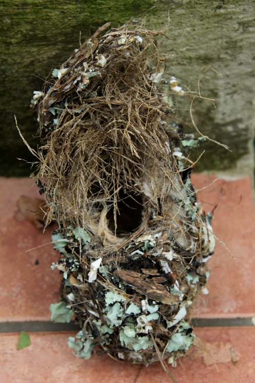 04 Malachite Sunbird nest IMG_4560