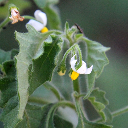 10 Solanum nigrum Sobosobo Berry umsobosobo b IMG_5370