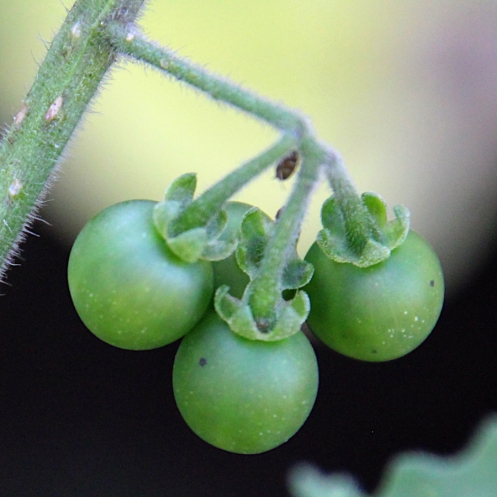 10 Solanum nigrum Sobosobo Berry umsobosobo c IMG_5369