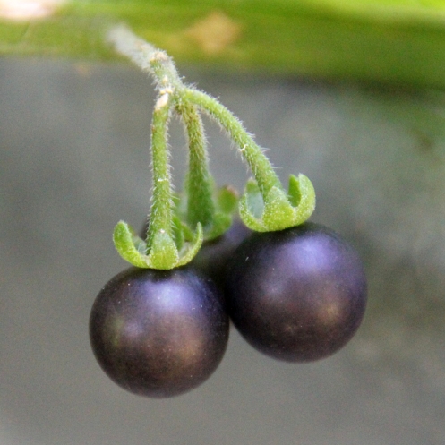 10 Solanum nigrum Sobosobo Berry umsobosobo d IMG_5368