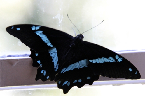 03b Green-banded Swallowtail Papilio nireus lyaeus IMG_5288