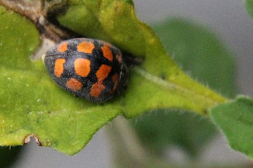 2020 04 09 IMG_5434 Ladybird beetle possibly of Epilachna genus